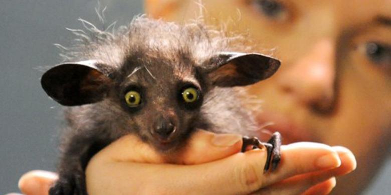 Hewan-Hewan yang Bisa ‘Melihat’ Lebih dari Manusia: Dari Mata Serangga hingga Echolocation