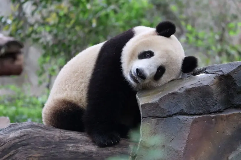 Satwa Asia yang Mendunia: Dari Panda Hingga Komodo