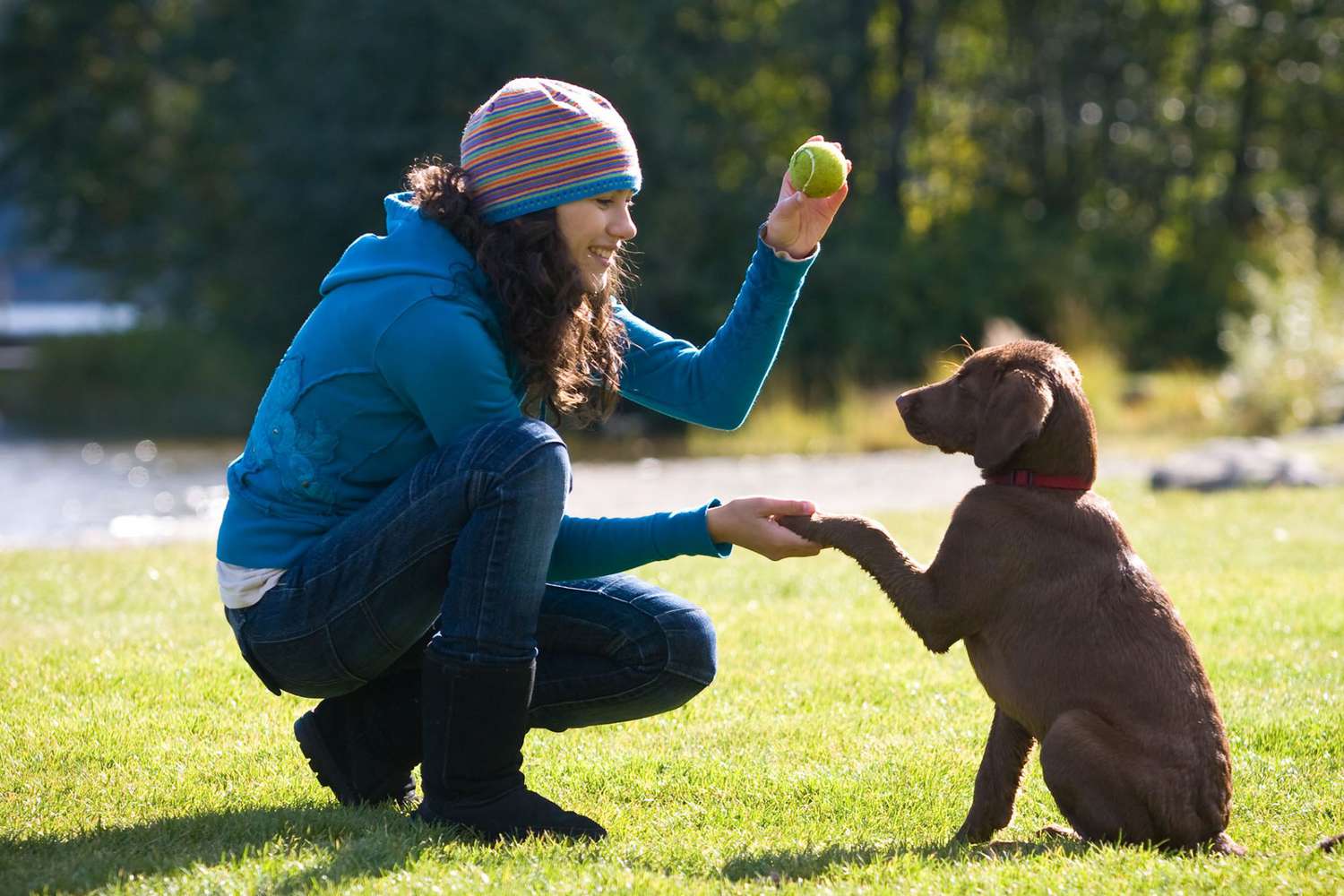 Tips Melatih Anjing agar Patuh dan Pintar Sejak Kecil