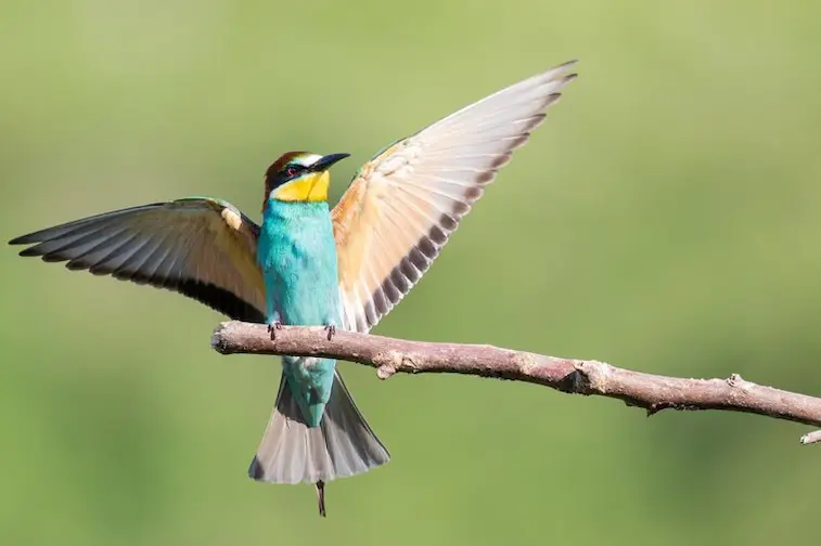 Cara Merawat Burung Kicau Agar Tetap Sehat dan Rajin Berkicau